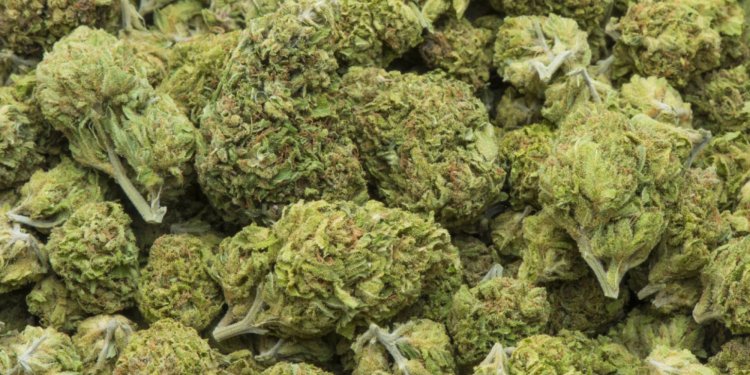 Arunachal Police seize cannabis worth over Rs 50 lakh