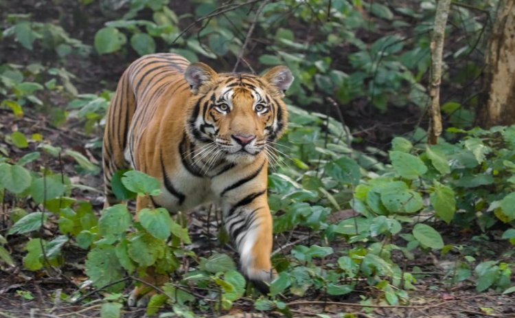 Man killed in suspected tiger attack in UP