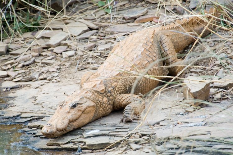 Carcass of estuarine crocodile found near Bhitarkanika