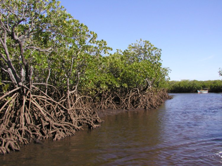 Researchers find climate change in oceanwater might impact mangrove dispersal in recent study