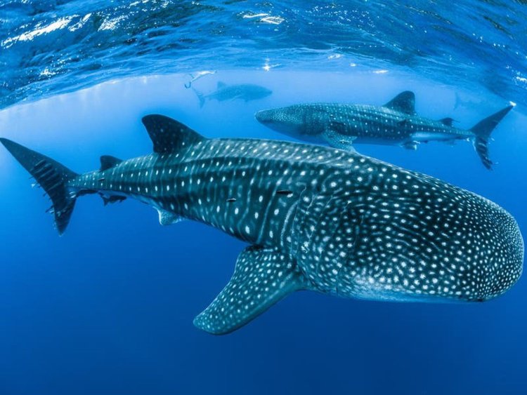 Scientists find the factors influencing behaviour of whale shark