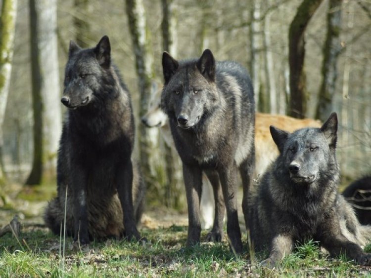 Do you know wolves sleep like dogs? Researcher reveals