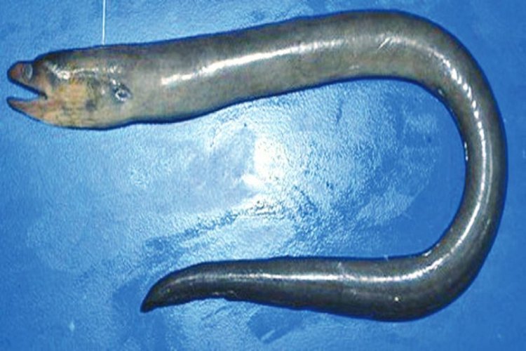 ZSI scientists discover new eel species