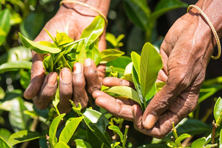 Tea production in Nilgiris increases by 6.9% due to heavy rainfall