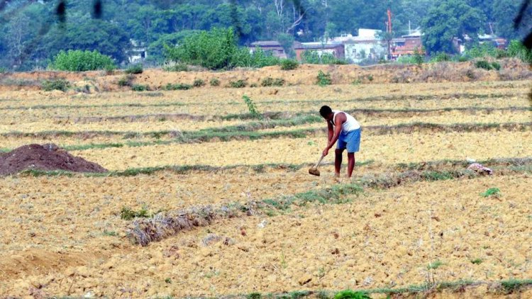 Farmers worry as rainfall deficit hits 49% in Jharkhand