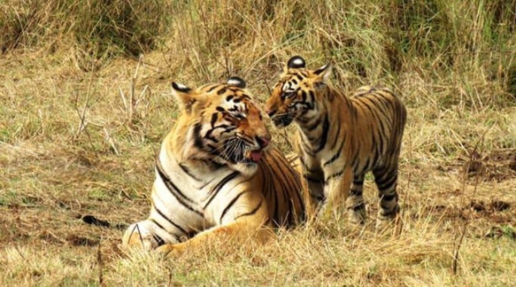 India lost 329 tigers in 3 years, including 29 due to poaching: Govt