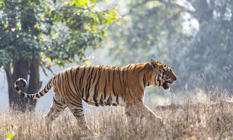 'Increased tiger reserves show Centre's commitment to tiger conservation'