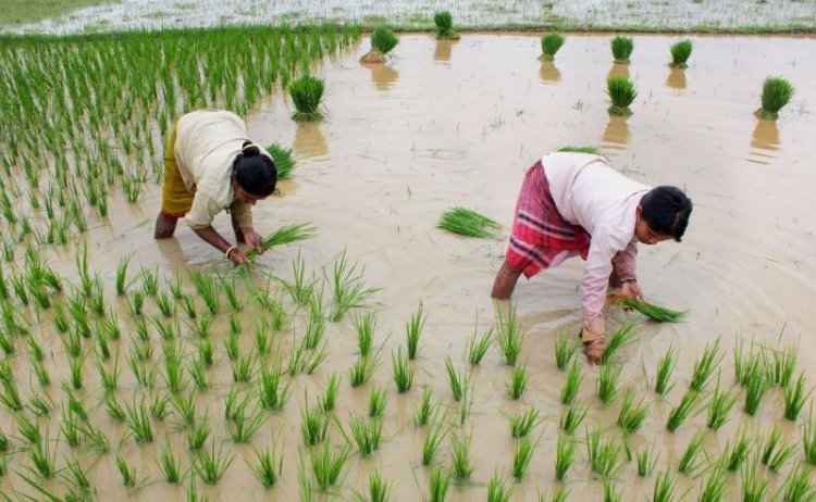 Deficient rains threaten Kharif crop production in Uttar Pradesh