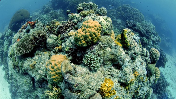 Australia's Great Barrier Reef coral cover at record levels: Report