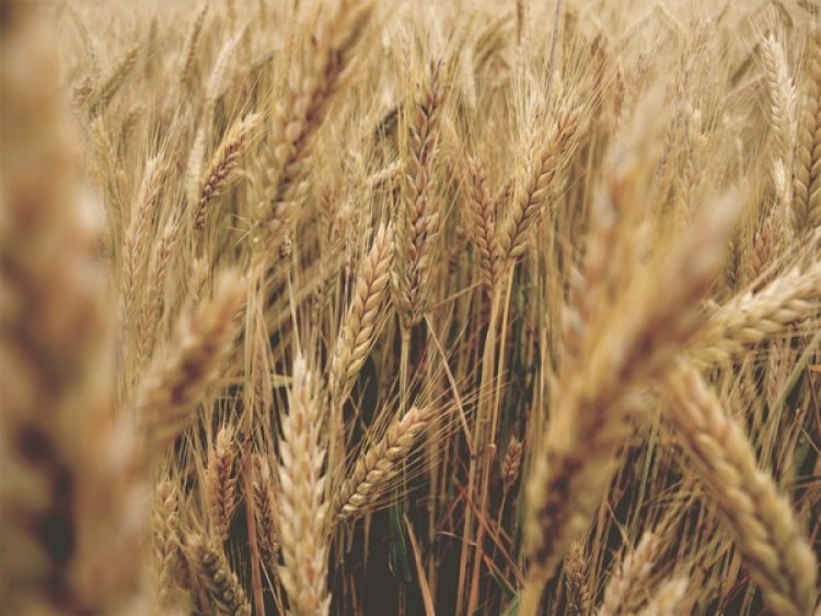 Research finds new way to grow cereal crops with less fertilizers