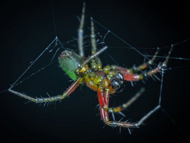 Research: Male spiders counter female cannibalism by maximizing sperm transfer