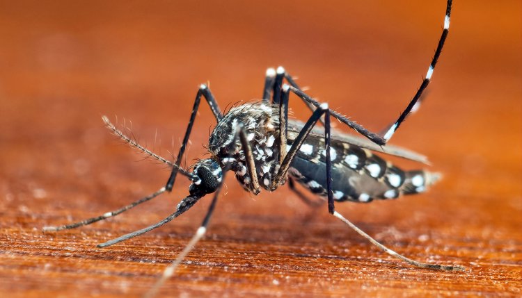 Study: Mosquitoes possess bizarre sense of smell