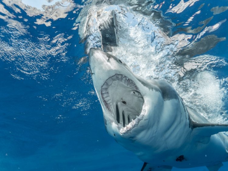 Want to know how sharks use the ocean? Read here