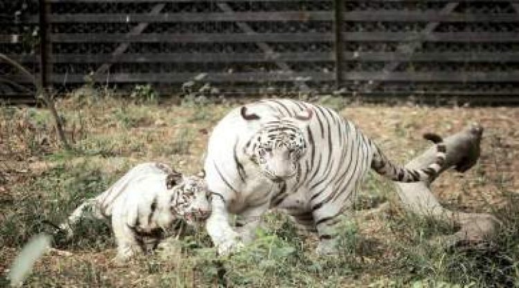 White tiger dies at Delhi zoo