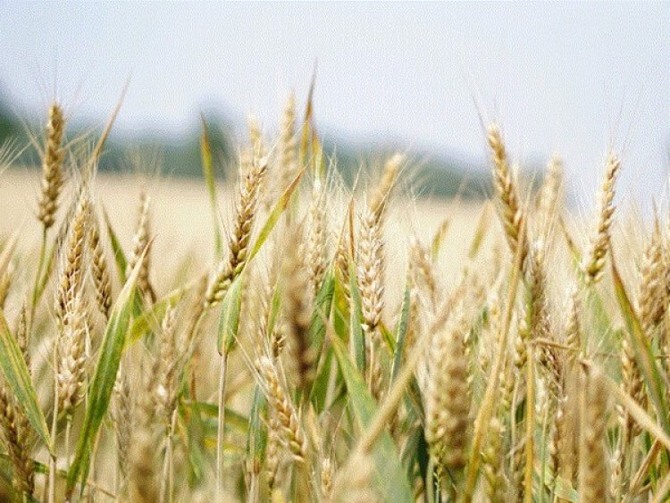 Agricultural diversity has positive impact on food security: Study