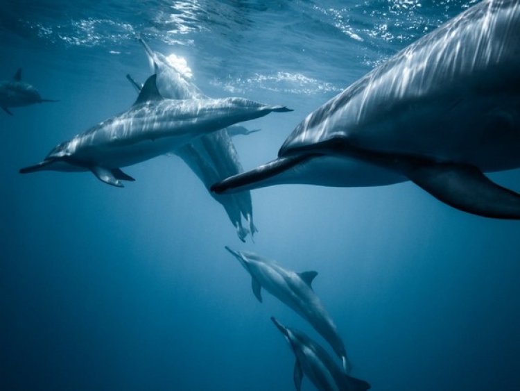 Dolphins form largest alliance network outside humans: Study