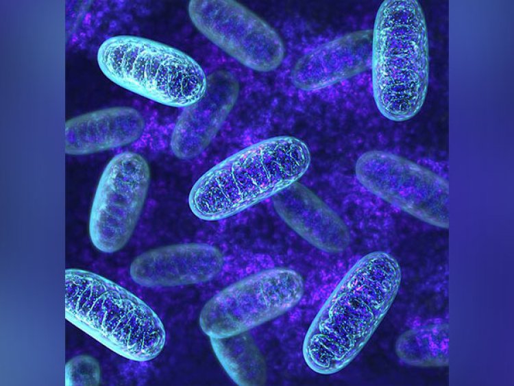 Study: Stressed mitochondria help cells to withstand lung infections