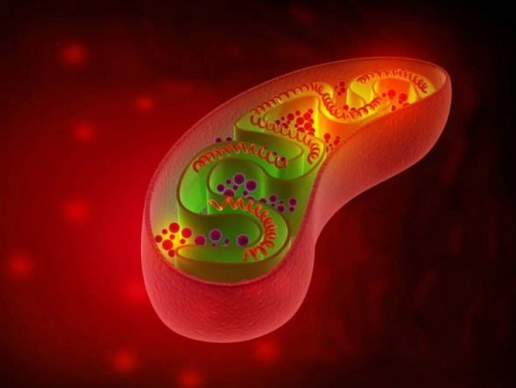 Study suggests shape-shifting mitochondria play important role in stem cell function