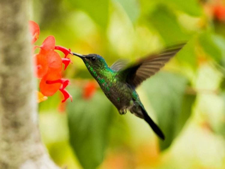 Female hummingbirds evolved to look like males to evade aggression