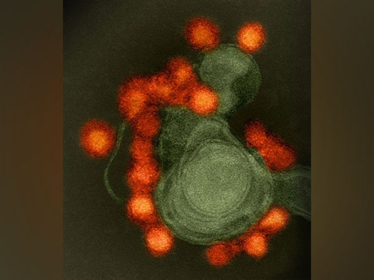 Find out how human cells become Zika virus factories