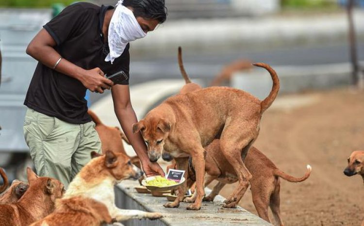 PETA India asks govt to crackdown on 'illegal dogfights'