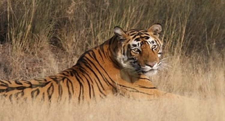 Number of tigers in Rajasthan crosses 100: Gehlot