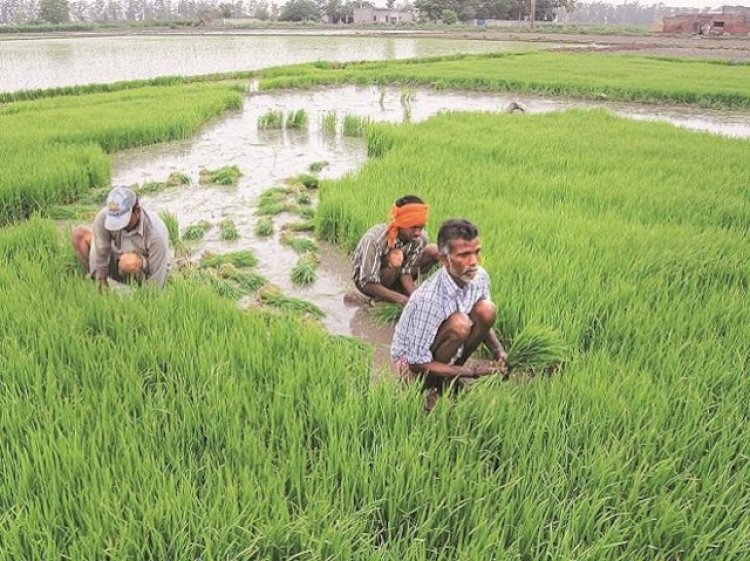 Incessant rainfall in Punjab may damage Kharif crops, say experts