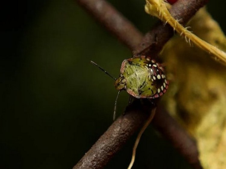 Climate change has potential to greatly expand habitat of invasive stink bugs