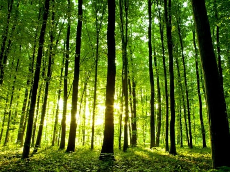 Trees becoming bulkier amid climate change, elevated CO2 levels: Study