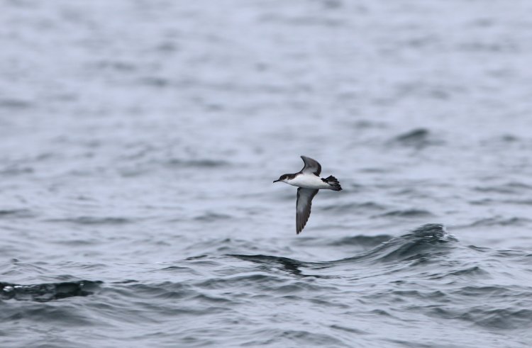 Researchers discover how tiny amount of oil damages seabirds' feathers