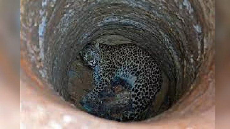 Leopard falls into well in Kerala, rescued