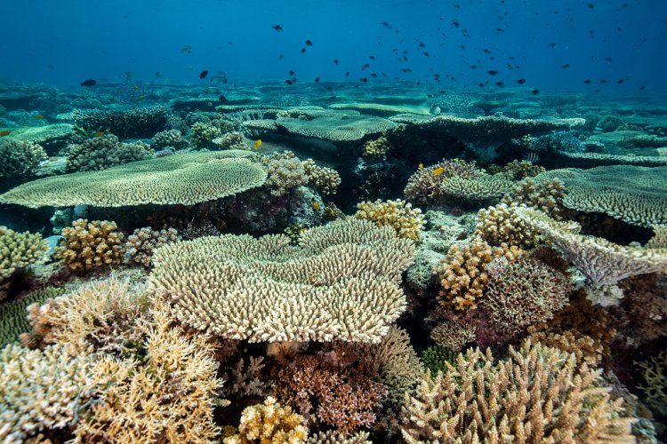 Half of world's coral reefs face climate change threat by 2035: Study