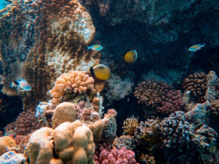 Study examines impact of coral chemical compounds on reef composition and health