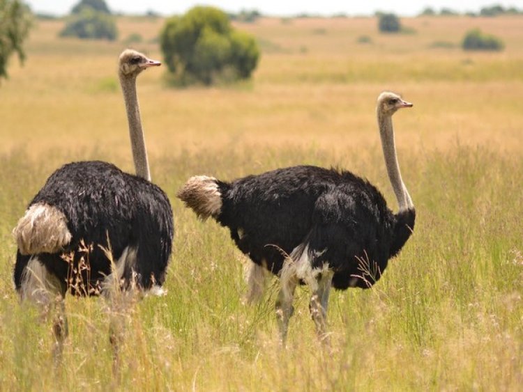 Researchers suggest how male, female ostriches choose their groups