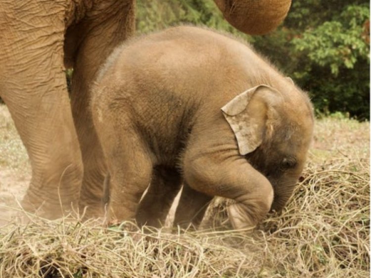 Asian elephants choose habitats near boundaries of protected areas: Research