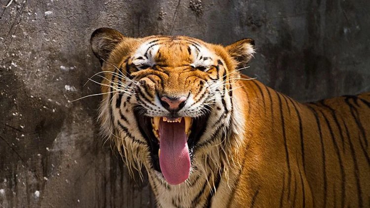 Chhattisgarh: Man killed in tiger attack, two injured