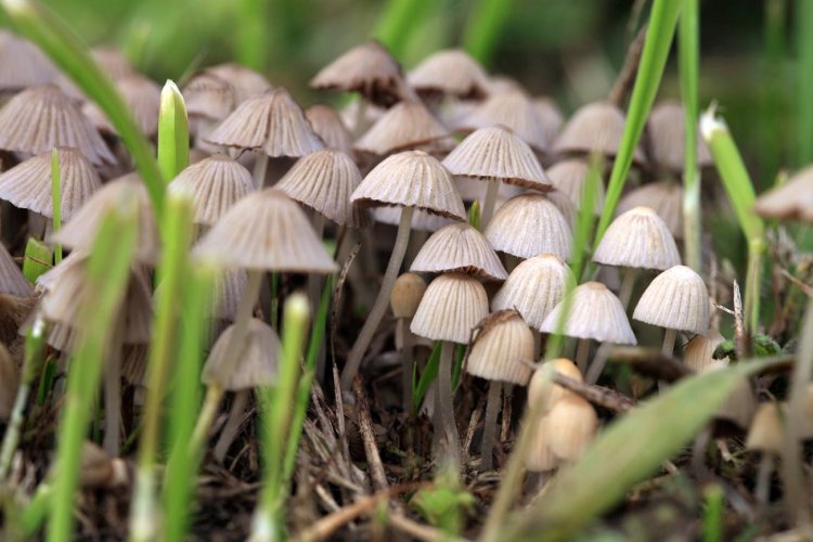 Research reveals how mushrooms become "magic mushrooms"