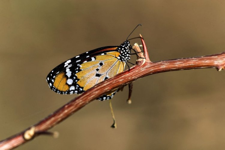 Researchers find how 'junk' DNA can build different looking butterfly wings