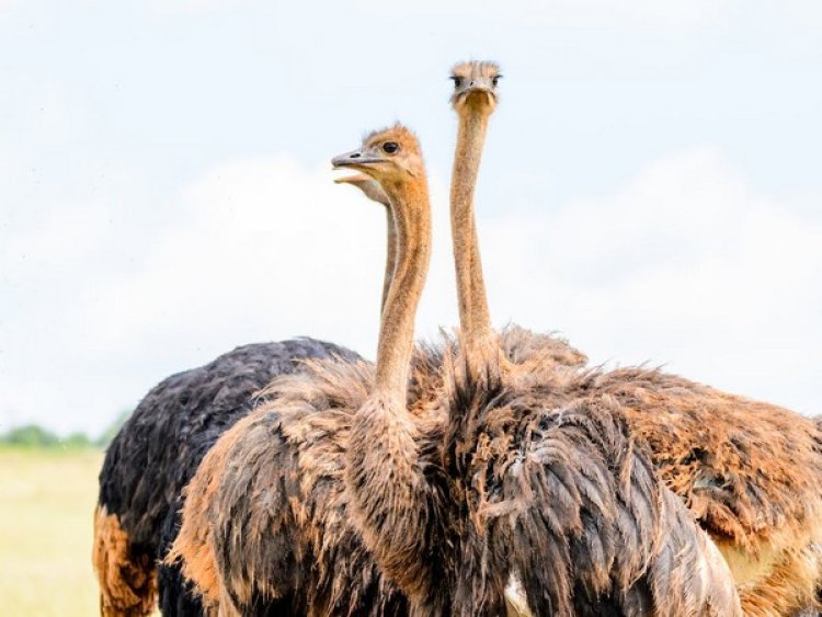 Study reveals difference in male, female ostriches in choosing their groups