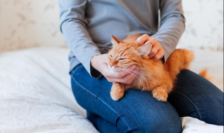 People with highly reactive emotions are drawn to cats for stress relief programs
