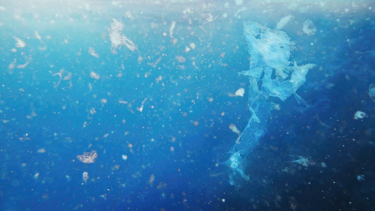 Pathogens can hitch a ride on plastic to reach the sea: Study