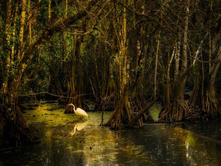 Socio-economic factors shown to drive mangrove losses and gains
