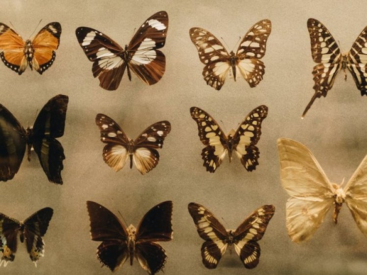 Researchers find how butterflies retain ancient wing patterns