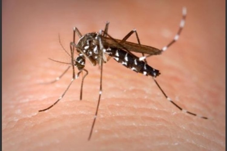 Dengue infection tally rises to over 2,400 in Delhi