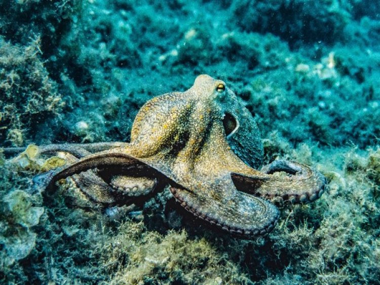Neuroscientists look deep into the eyes of the octopus: Research