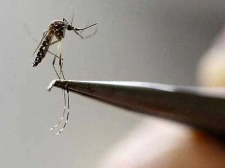 Spike in dengue cases across Uttar Pradesh, CM Adityanath takes stock