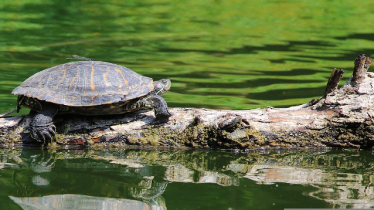 Study shows how turtles fared decade after oil spill