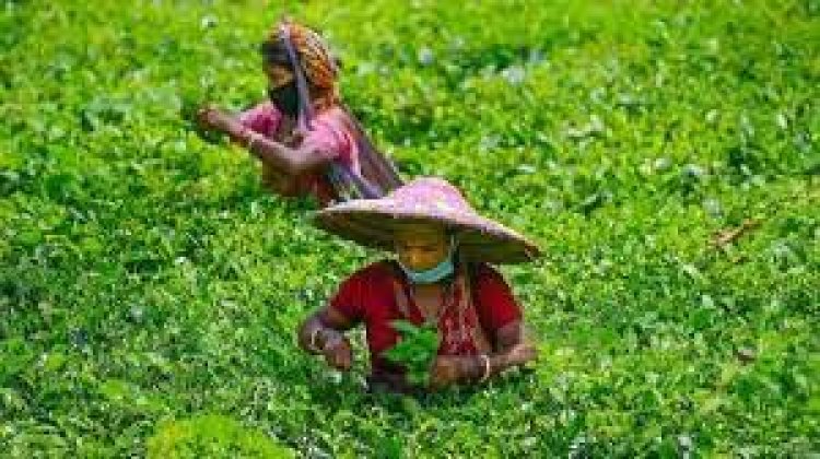Tea exports rise 14.8% to 140.28 mn kgs in Jan-Aug period this year: Data