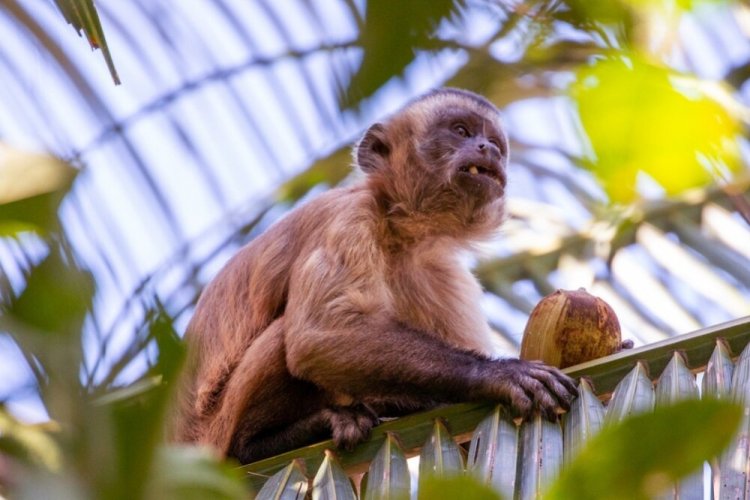 Research suggests cultural heritage may influence capuchin monkeys' tool choices
