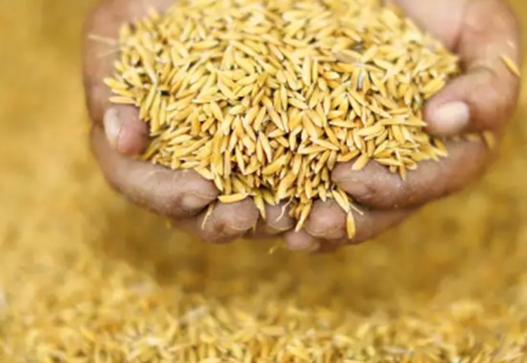 Govt's paddy procurement up 9% at 306 lakh tonnes so far this year